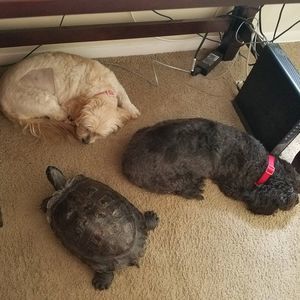 Meet your Posher, Dana